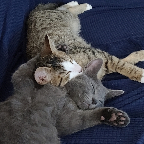 Meet your Posher, Alyssa - Picture 2 of 2